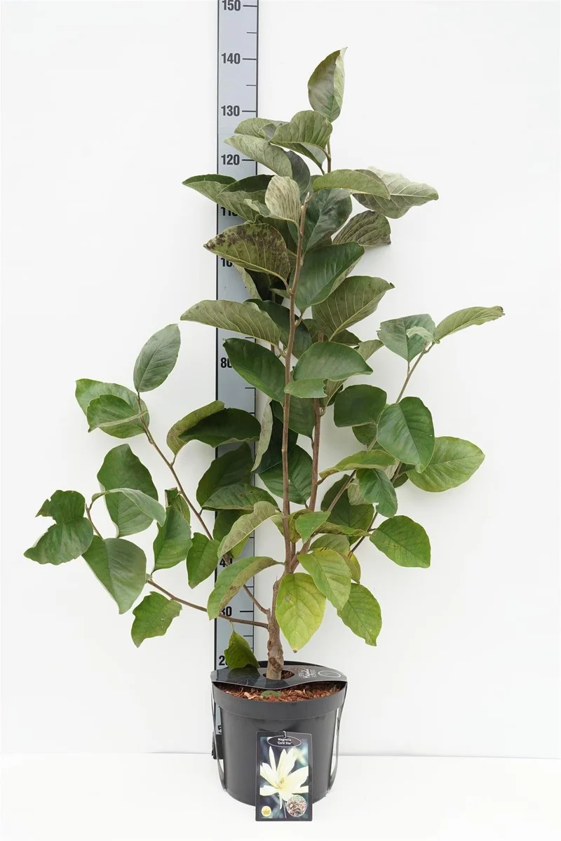 Magnolia 'Goldstar' C7,5 (7,5 liters kruka) 100+ cm