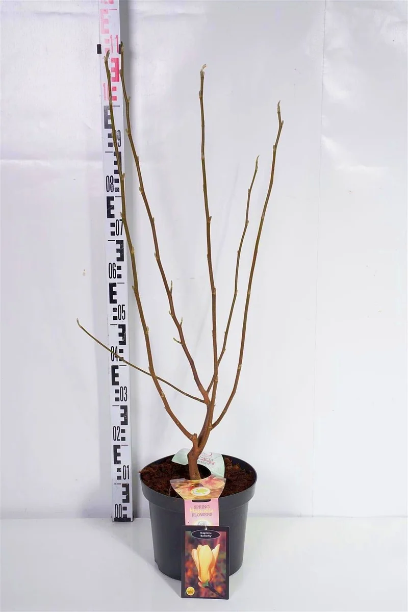 Magnolia 'Butterflies' C7,5 (7,5 liters kruka) 100+ cm
