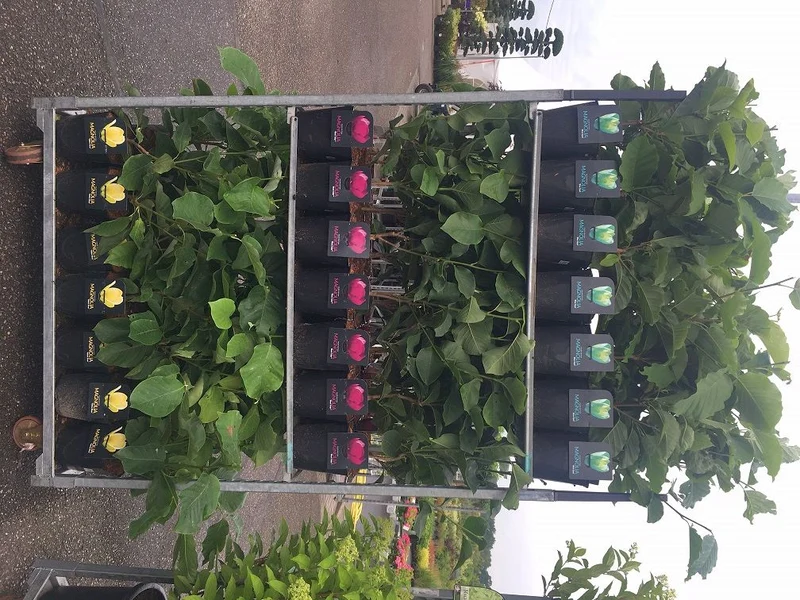 Magnolia i sorter C7,5 (7,5 liters kruka) 100+ cm