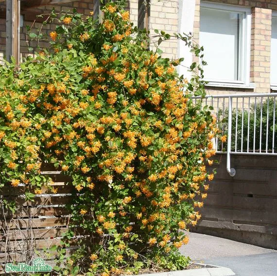 Tellmanskaprifol co 5-pack