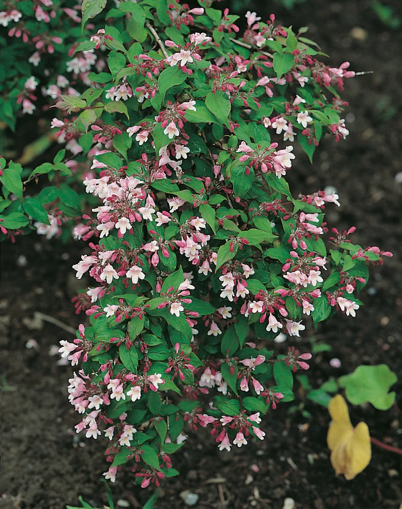 Paradisbuske 'Pink Cloud' co 3-pack