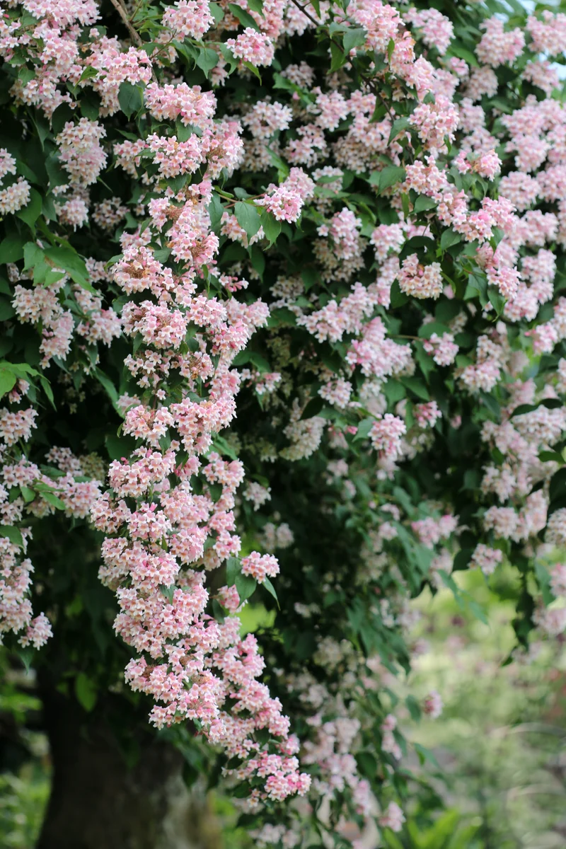 Paradisbuske 'Pink Cloud' co 10-pack