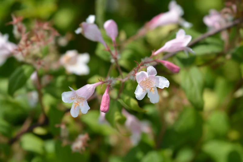 Paradisbuske 'Pink Cloud' co 1-pack