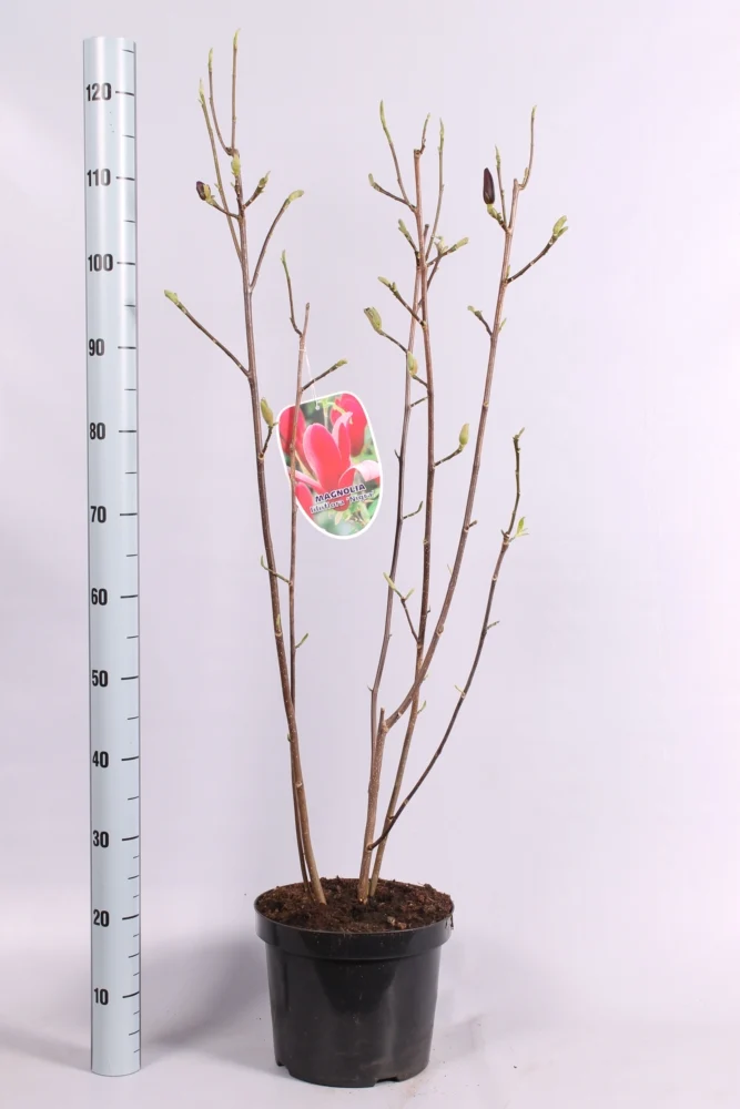 Magnolia loebneri 'Leonard Messel' C7,5 (7,5 liters kruka) 80-100 cm