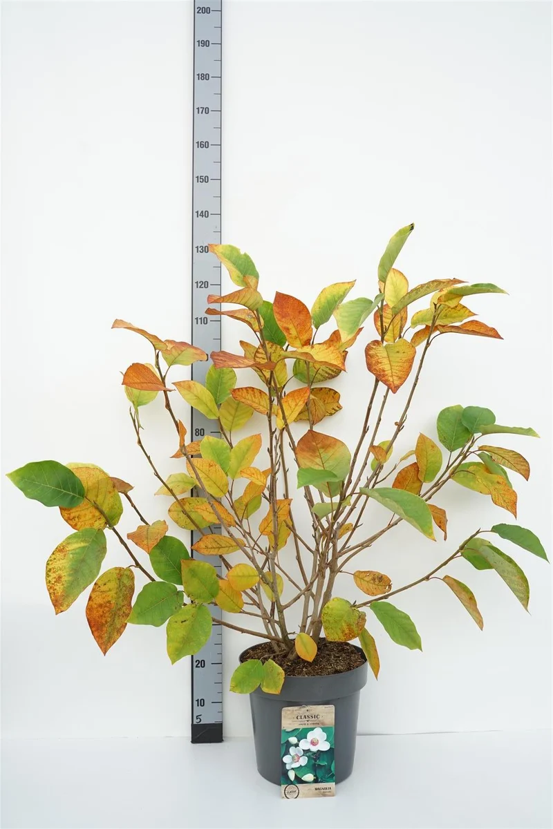 Magnolia sieboldii C10 (10 liters kruka) 100-125 cm