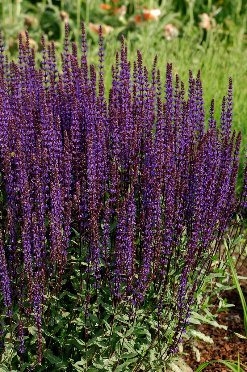 Stäppsalvia 'Caradonna' 6-pack i kruka