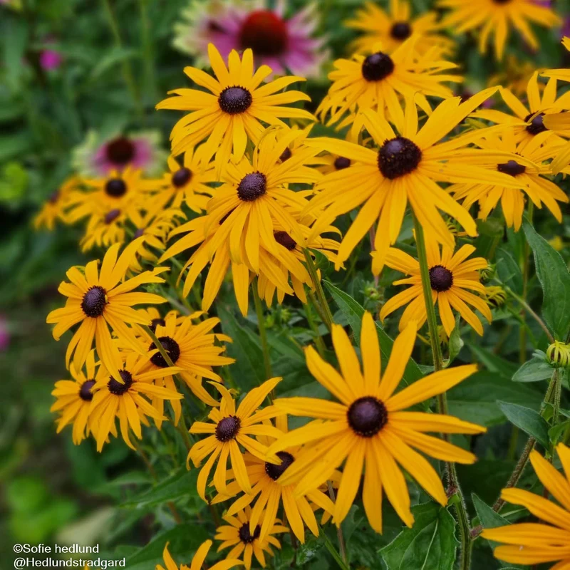 Strålrudbeckia 'Goldsturm' 15-pack i kruka
