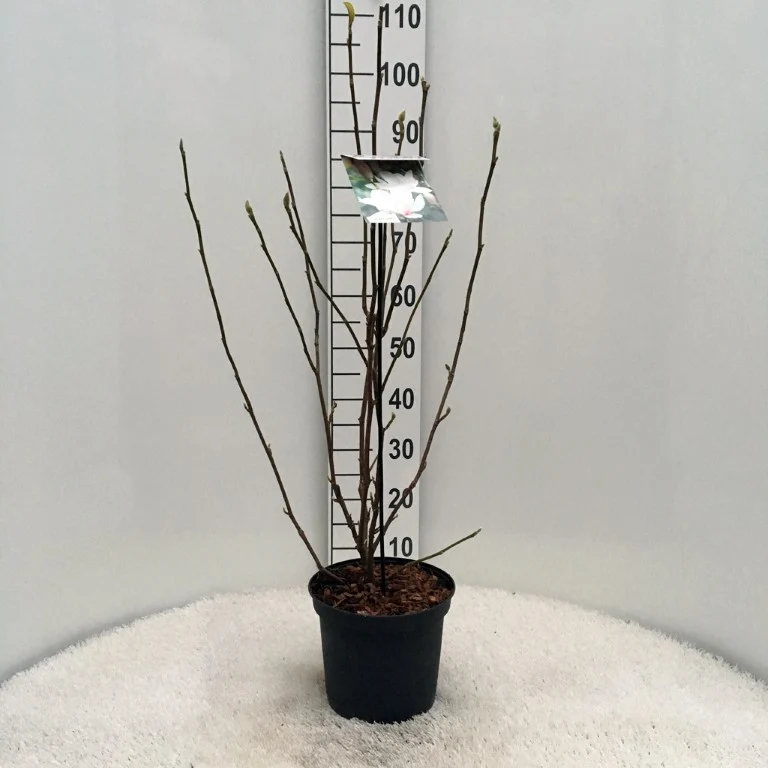 Magnolia soul. 'Alba Superba' C5 (5 liters kruka) 60-80 cm