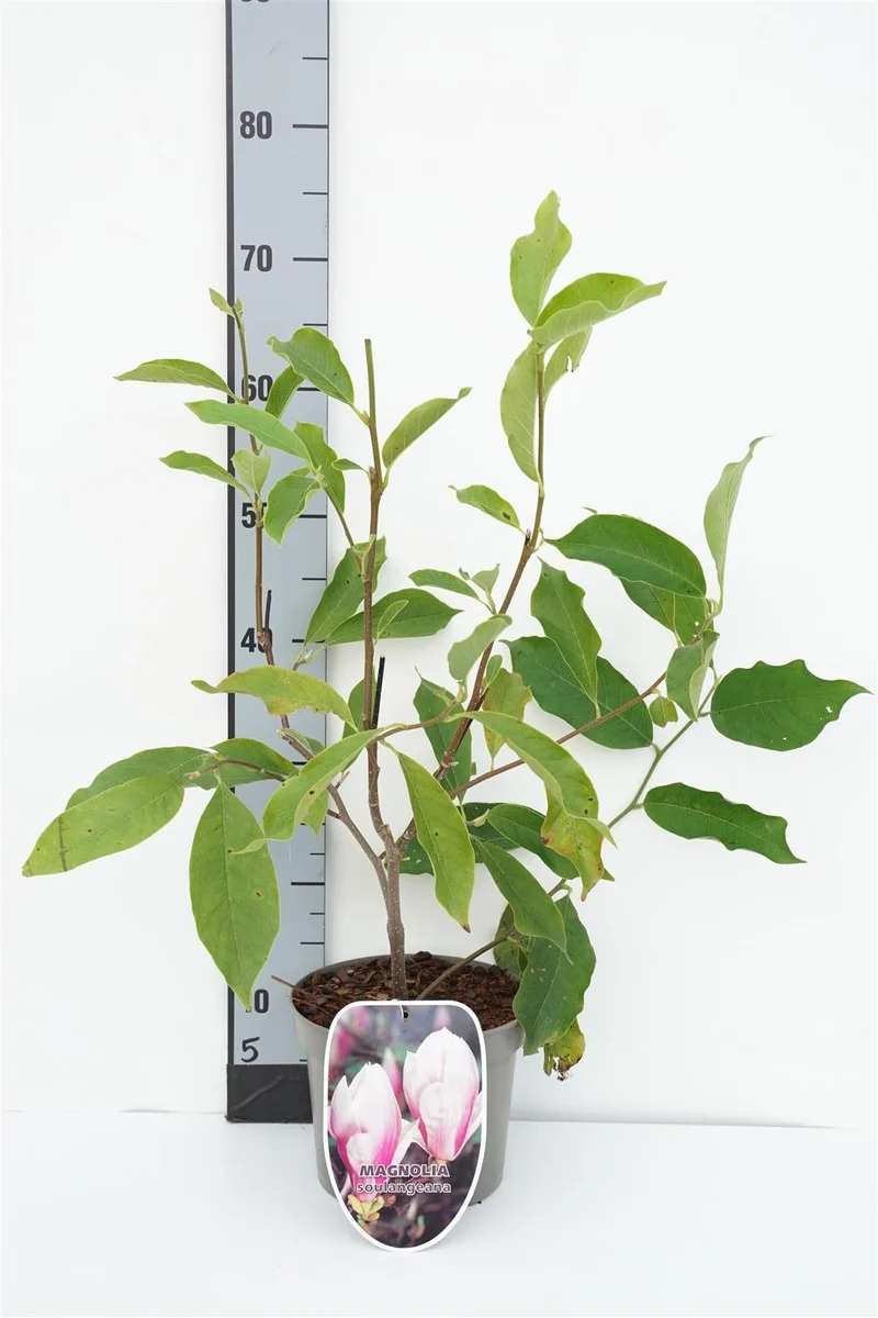 Magnolia soulangeana 50-60 cm, C3 (3 liters kruka)
