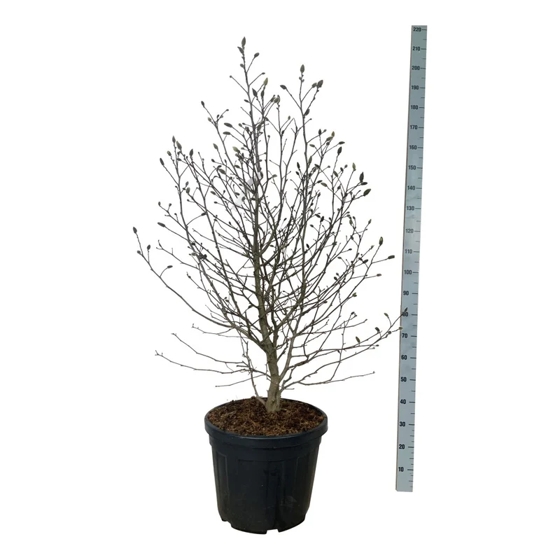 Magnolia 'Mag's Pirouette' C55 (55 liters kruka) 125-150 cm EXTRA