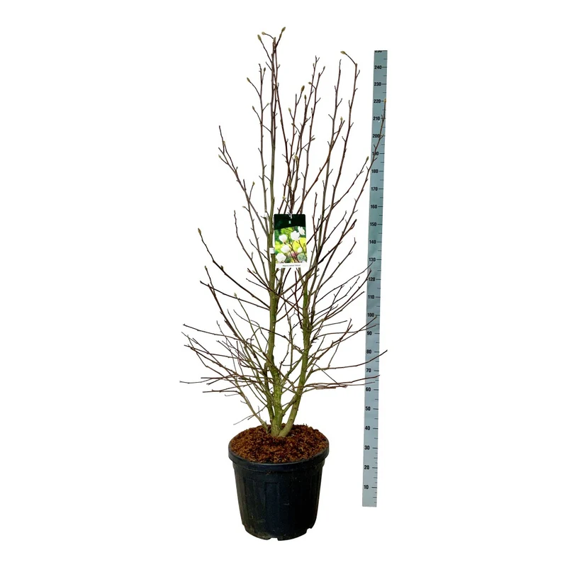 Magnolia loebneri 'Wildcat' - 50 cm stam, C9 (9 liters kruka)