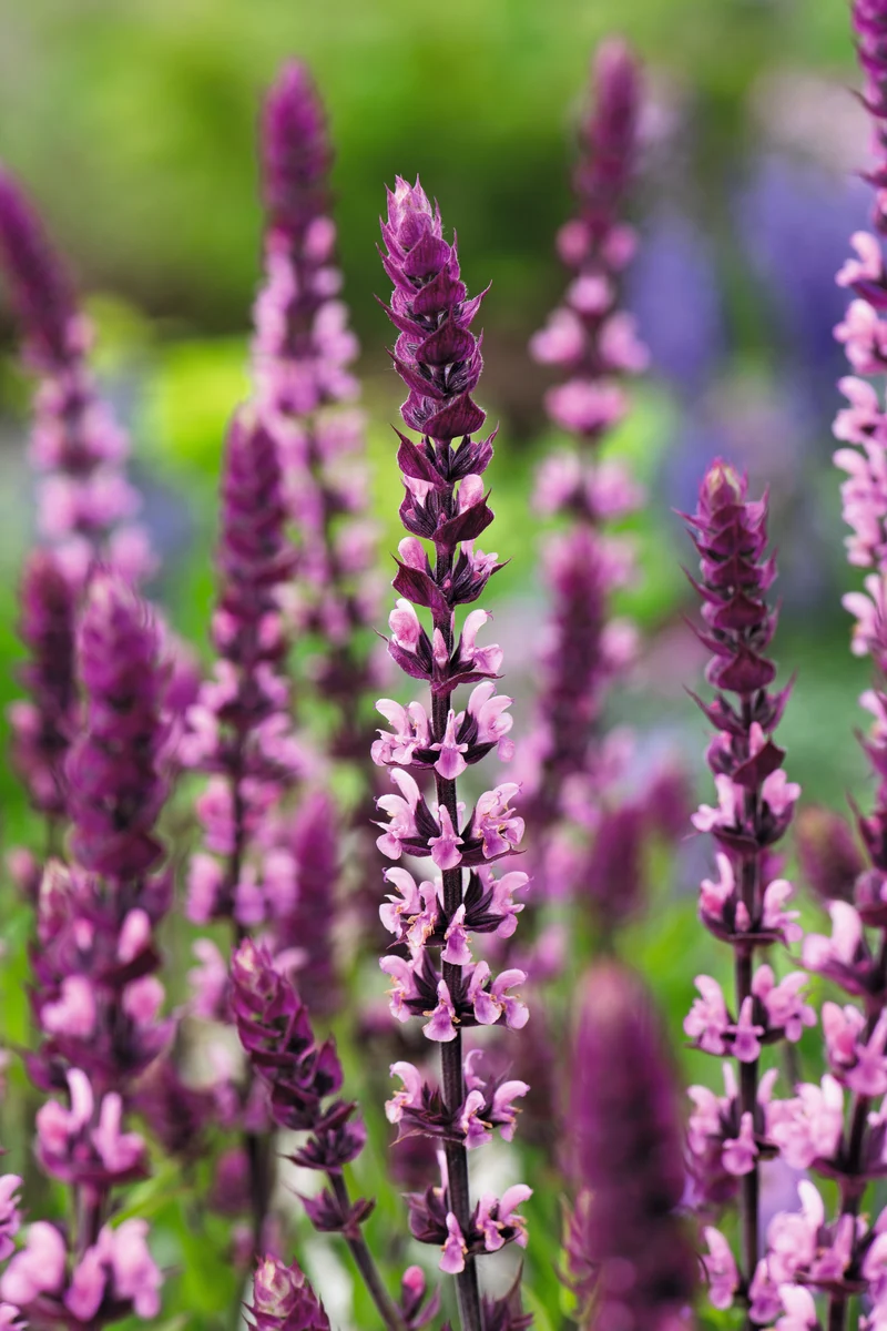Stäppsalvia 'Caradonna Pink' 6-pack i kruka