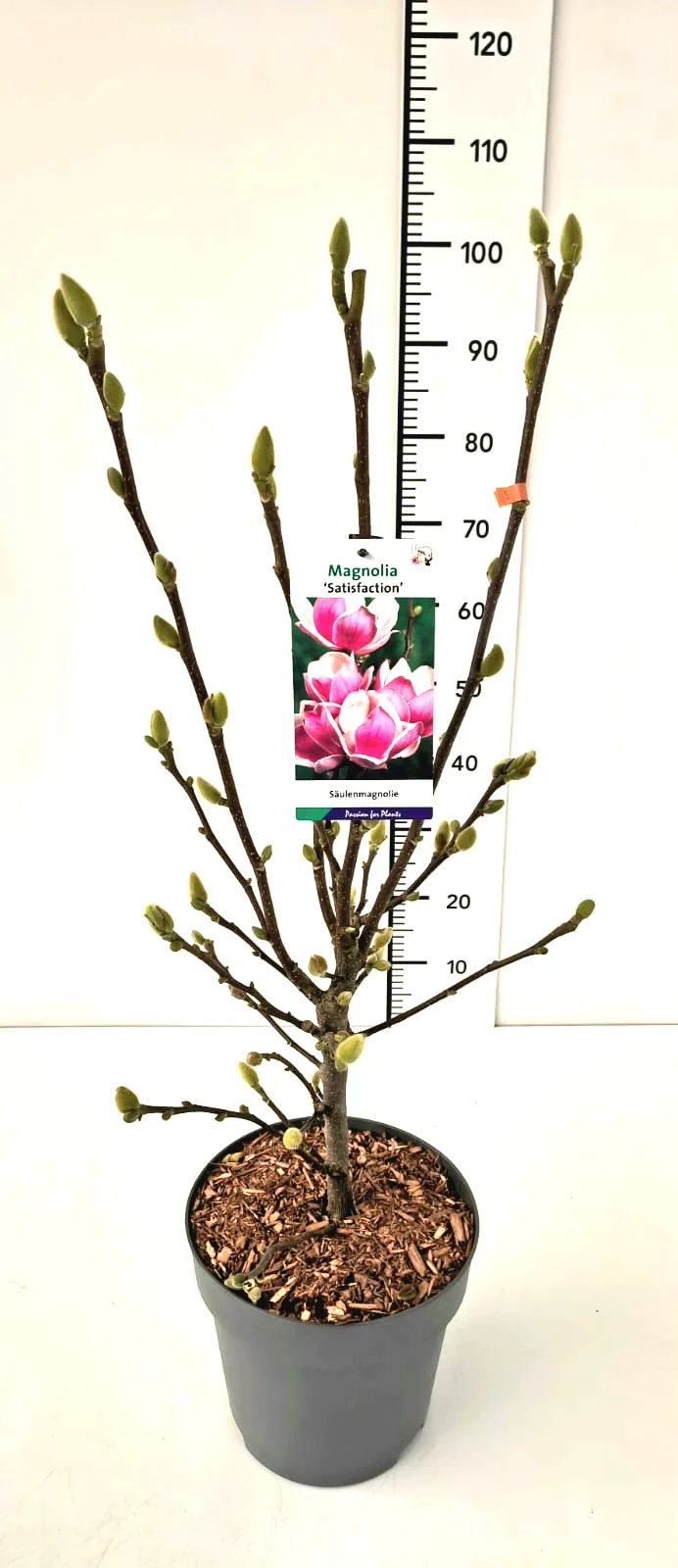 Magnolia 'Satisfaction' C10 (10 liters kruka) 80-100 cm