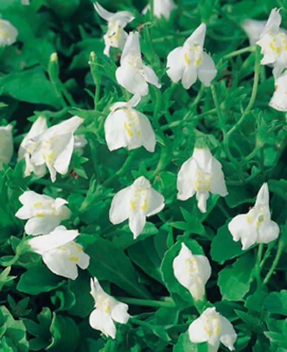 Mazus reptans 'Albus' dammkorg 18x18 cm