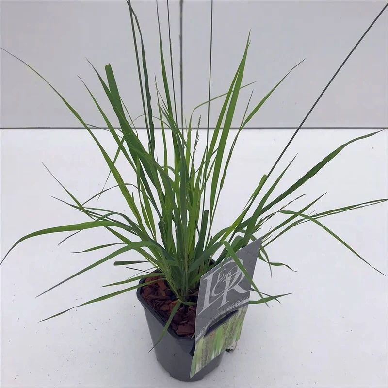 Molinia caerulea 'Moorhexe' C1 / 13 cm kruka