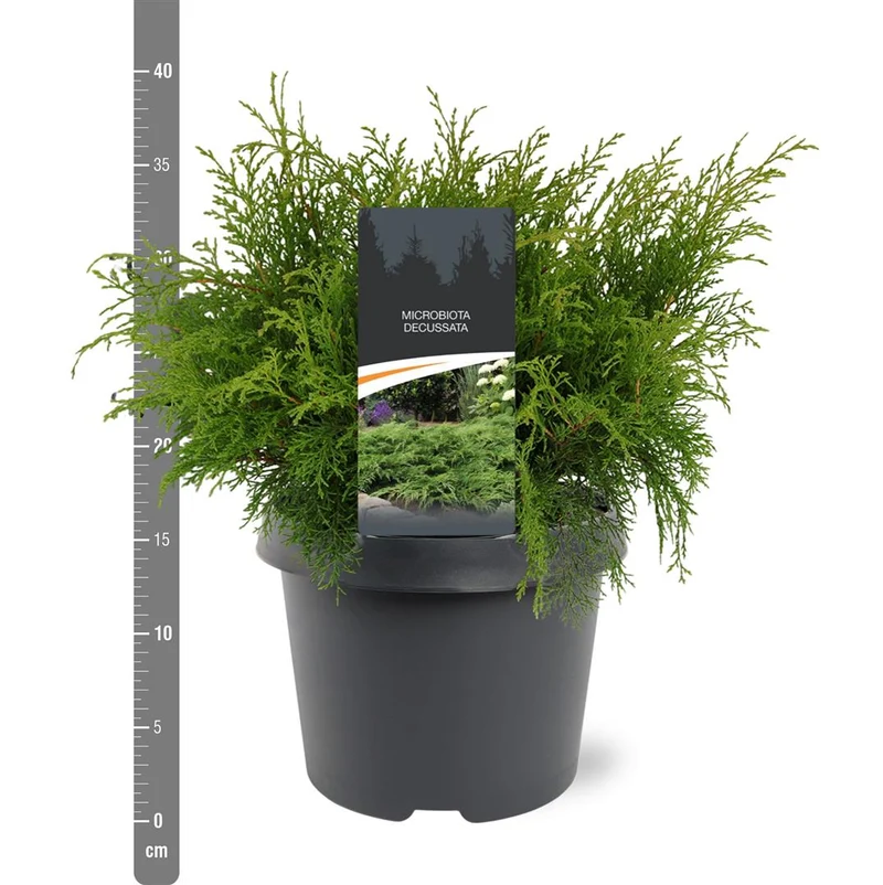 Microbiota decussata 30-40 cm C3 (3 liters kruka / 19 cm kruka)