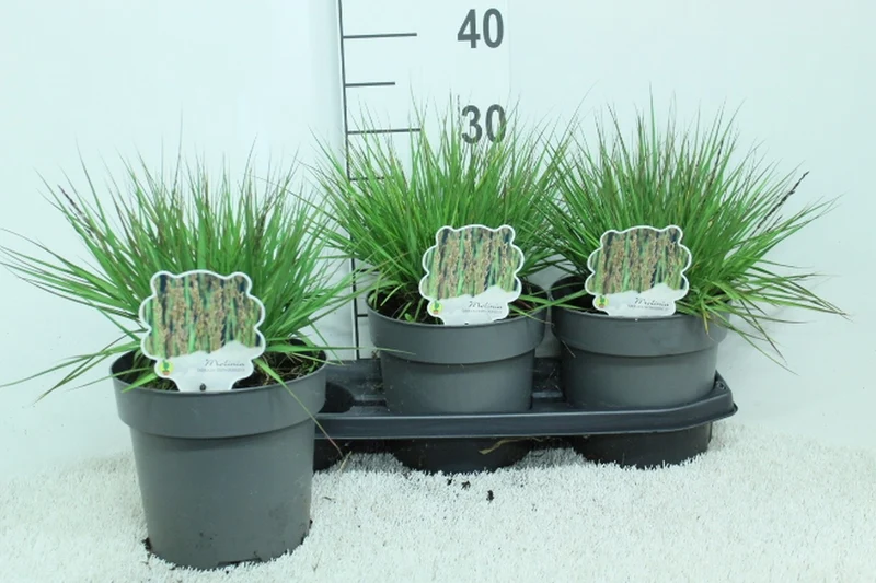 Molinia caerulea 'Edith Dudszus' C5 (5 liters / 23 cm kruka)