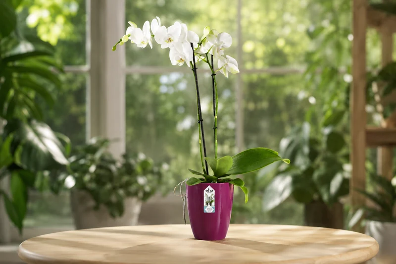 Brussels Orchid High 12,5cm Cherry Red