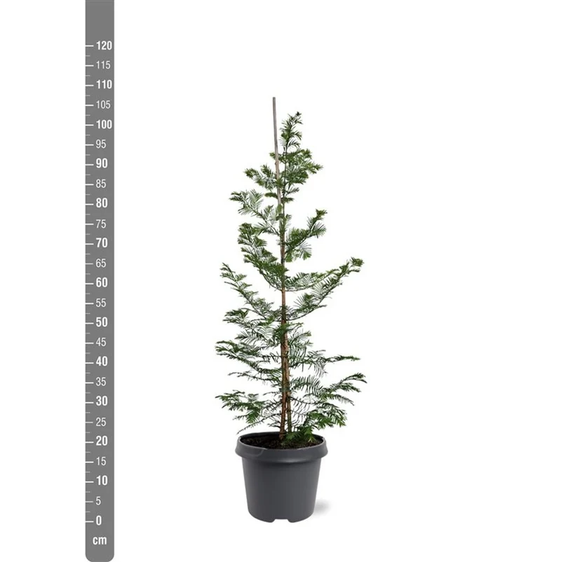 Metasequoia glyptostroboides 10-12 cm C50 (50 liters kruka) - Lågt grenad