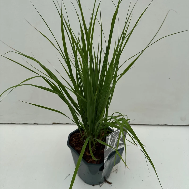 Molinia caerulea 'Banshee' C2 (2 liters kruka)