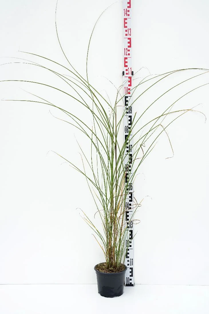 Miscanthus sin. 'Gracillimus' C7,5 (7,5 liters kruka)
