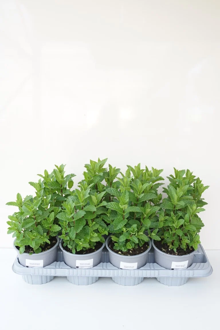 Mentha s. 'Maroccan' C1,5 (1,5 liters kruka)