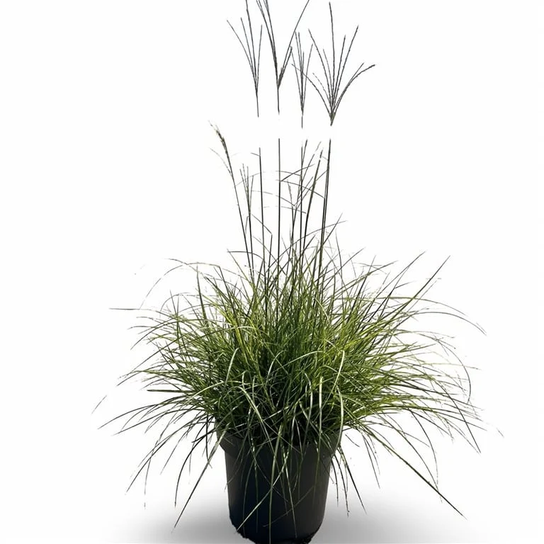 Miscanthus sin. 'Adagio' C2 (2 liters kruka)