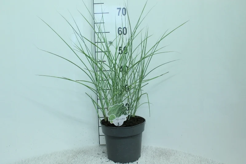 Miscanthus sin. 'Morning Light' C5 (5 liters kruka)