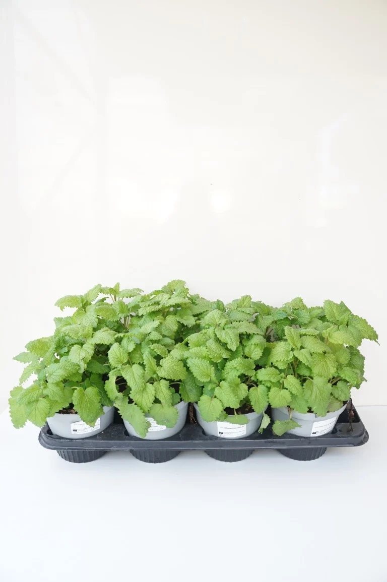 Citronmeliss (Melissa officinalis) C1/P13 (13 cm kruka) Ekologisk