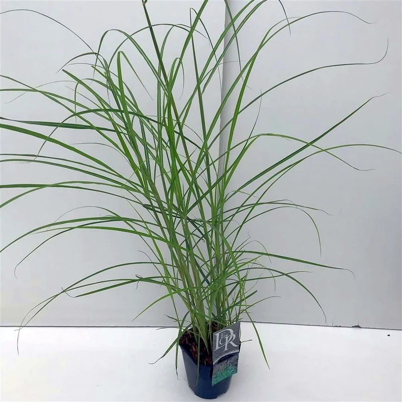 Miscanthus sin. 'Ferner Osten' C3 (3 liters kruka) / 19 cm kruka