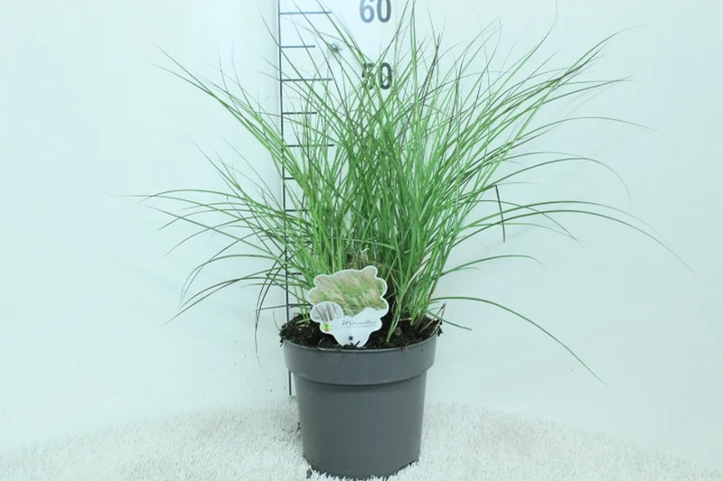 Miscanthus sin. 'Kleine Silbersp.' C5 (5 liters kruka) 60+ cm