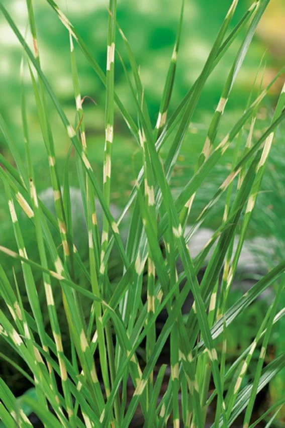 Miscanthus sin. 'Zebrinus' C2 (2 liters kruka / 17 cm kruka)