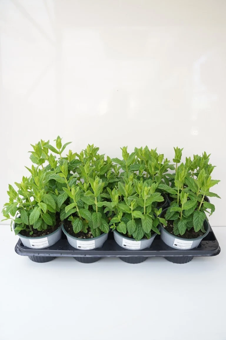 Mentha piperita C1,5 (1,5 liters kruka) / 14 cm kruka