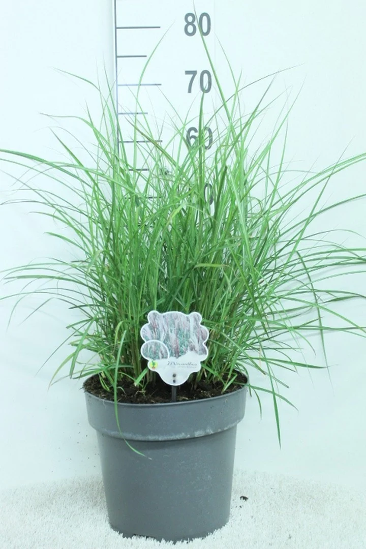 Miscanthus sin. 'Red Chief' C10 (10 liters kruka) 60+ cm
