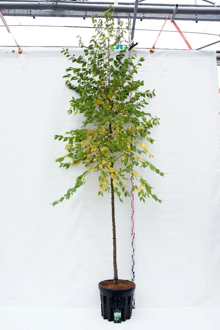 Ostrya carpinifolia 14-16 cm C45 (45 liters kruka)