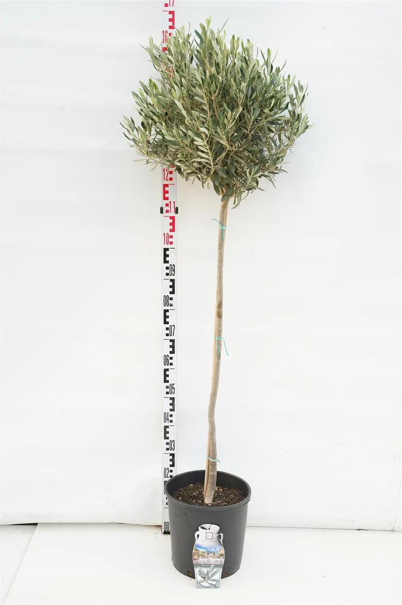 Olea europaea 80 cm stam C7,5 (7,5 liters kruka)