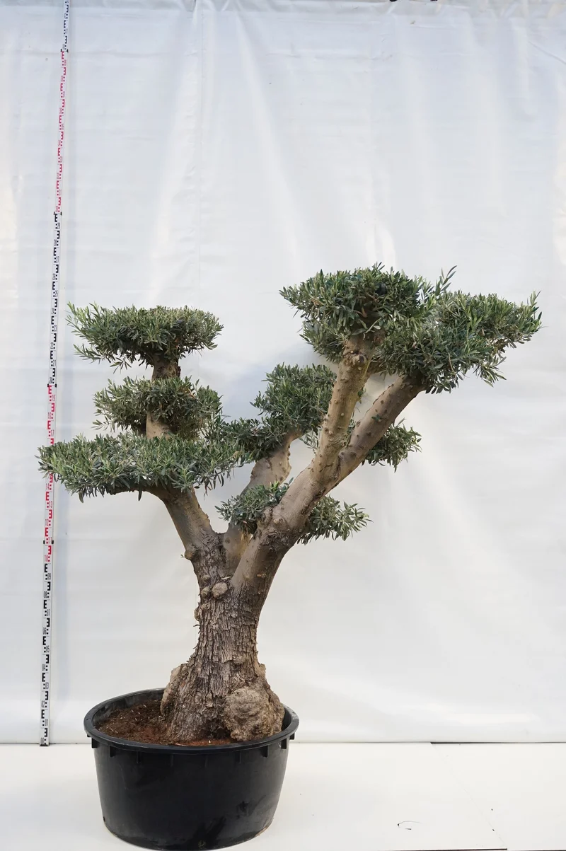 Olea europaea Bonsai 175-200 cm C285 (285 liters kruka)