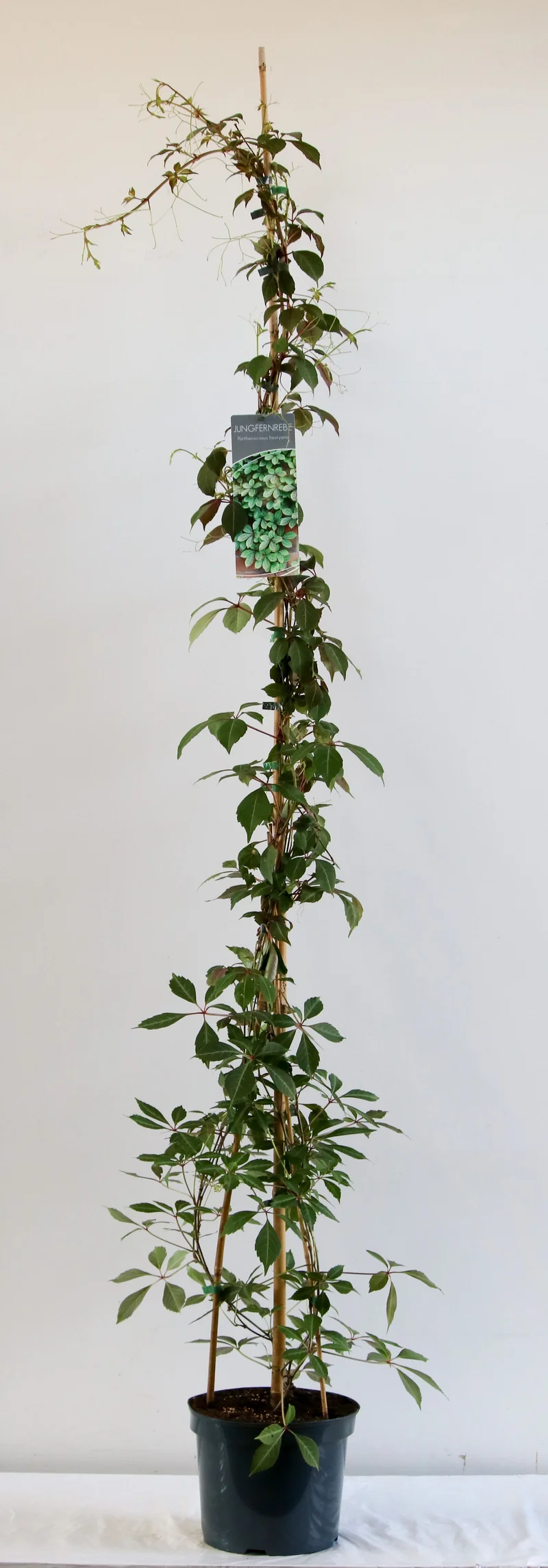 Parthenocissus henryana C7,5 (7,5 liters kruka) 150-200 cm