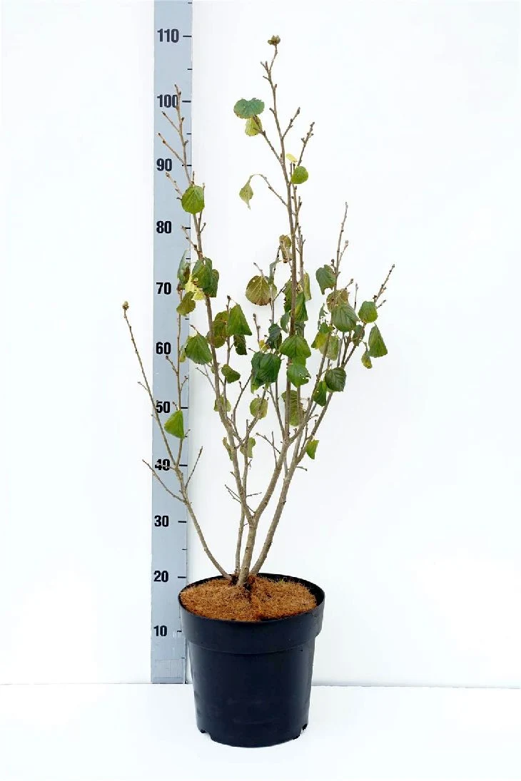Parrotiopsis jacquemontiana 60-80 cm rotklump