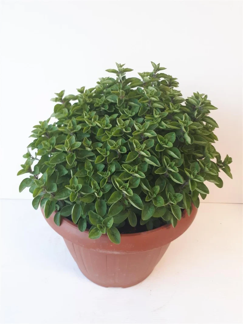 Origanum vulg. 'Aureum' 9 cm kruka