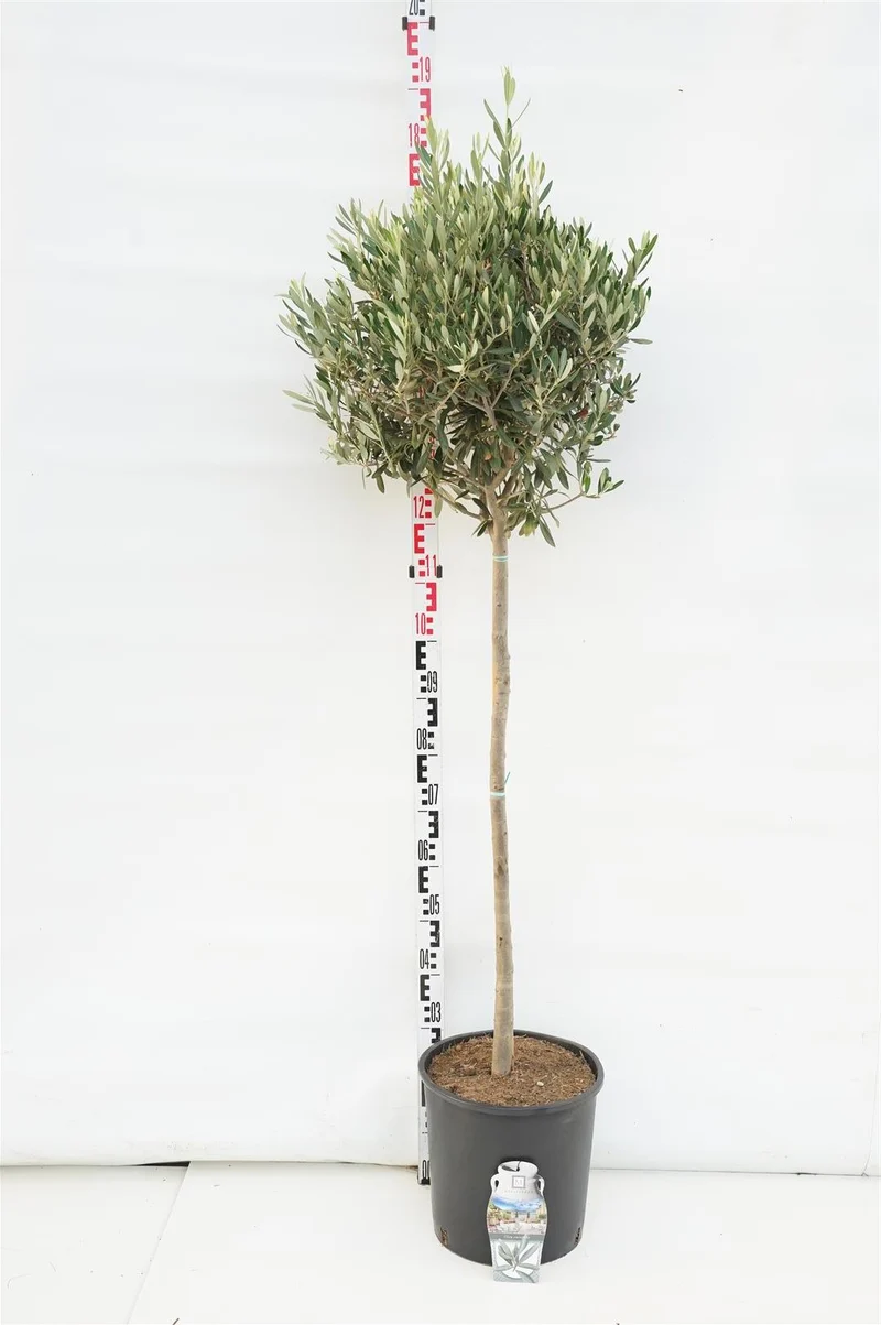 Olea europaea 80 cm stam C45 (45 liters kruka)