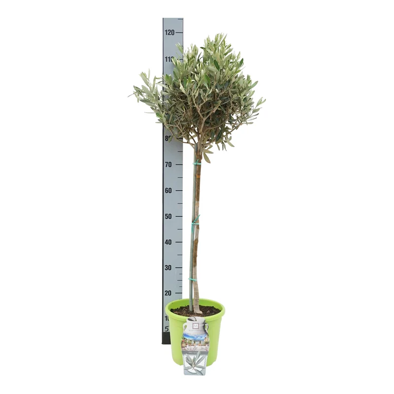 Olea europaea 50 cm stam, C4 (4 liters kruka / 21 cm kruka)