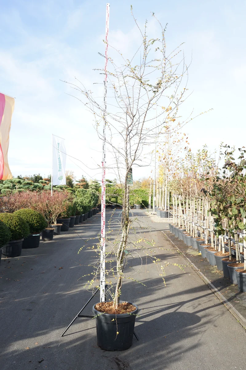 Nothofagus antarctica C55 (55 liters kruka) 225-250 cm Extra