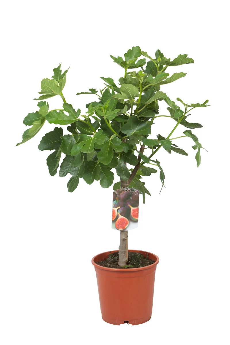 Fikon 'Bornholms Diamant' H80cm