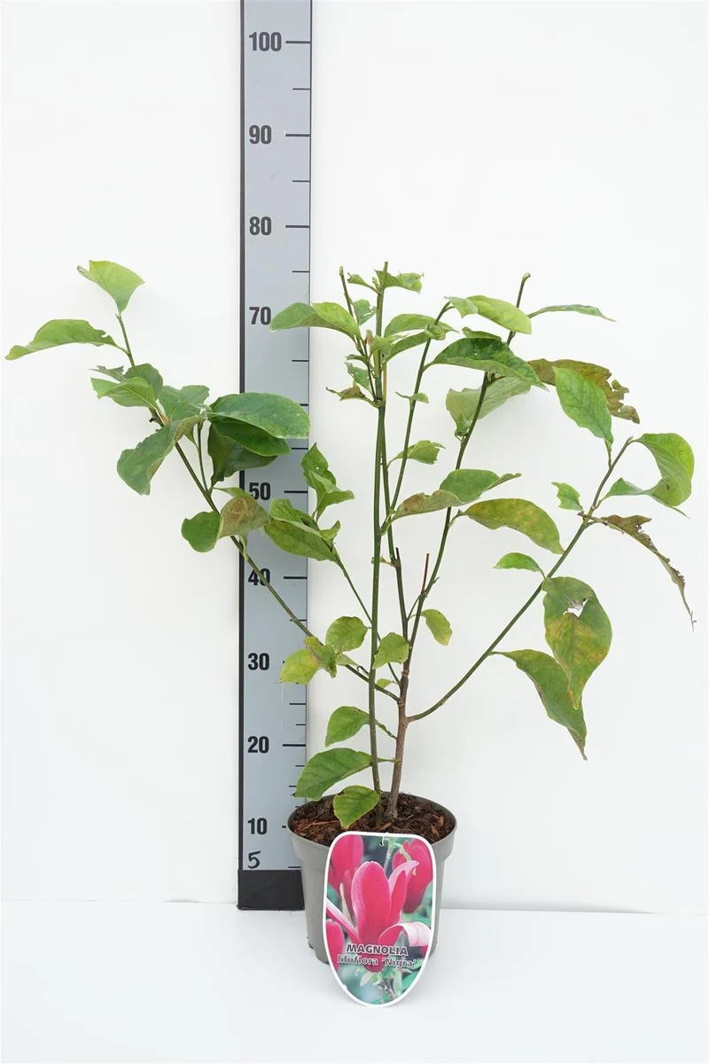 Magnolia liliiflora 'Nigra' 30-40 cm, 9 cm kruka (ungplanta)