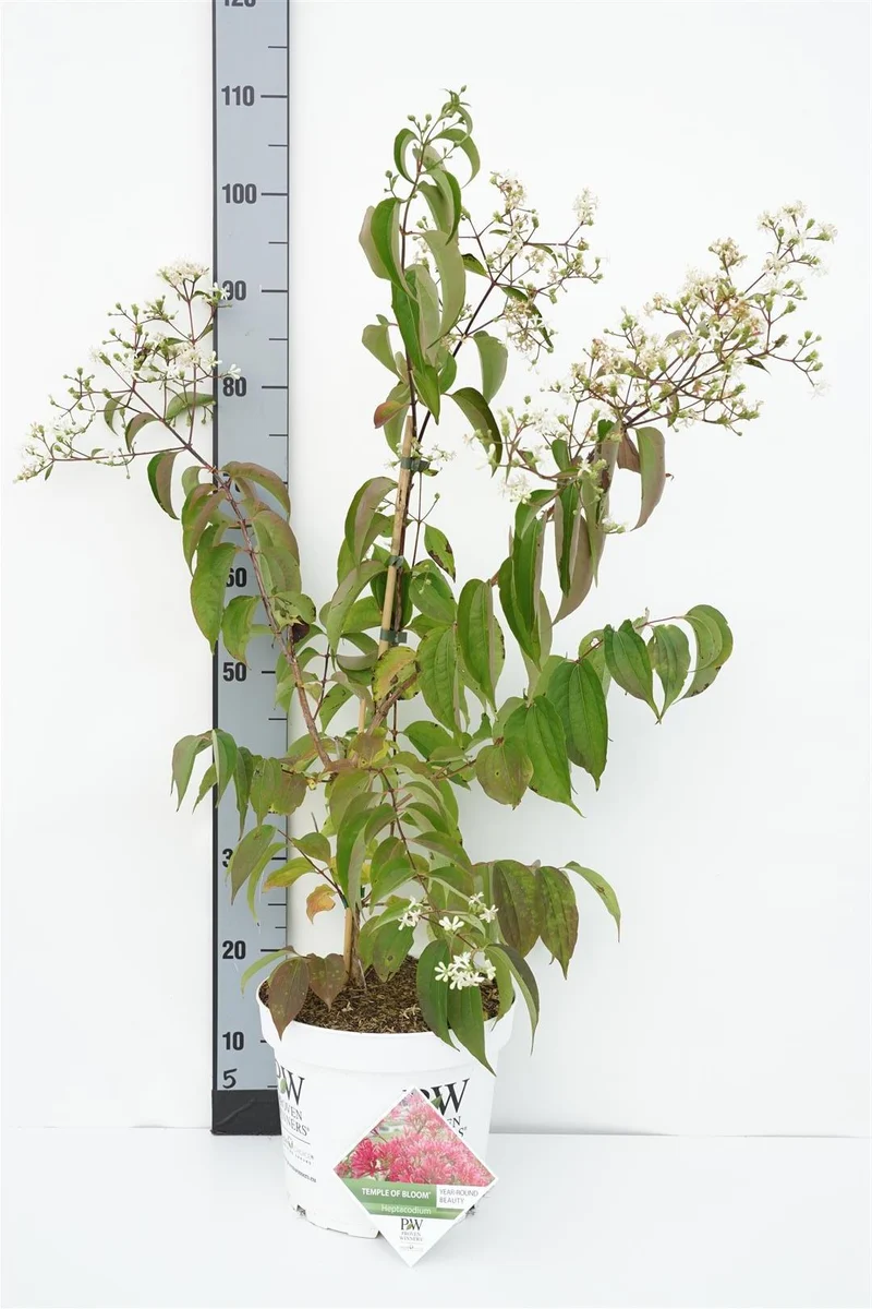 Magnolia 'Ricki' C5 (5 liters kruka) / 23 cm kruka 60-80 cm