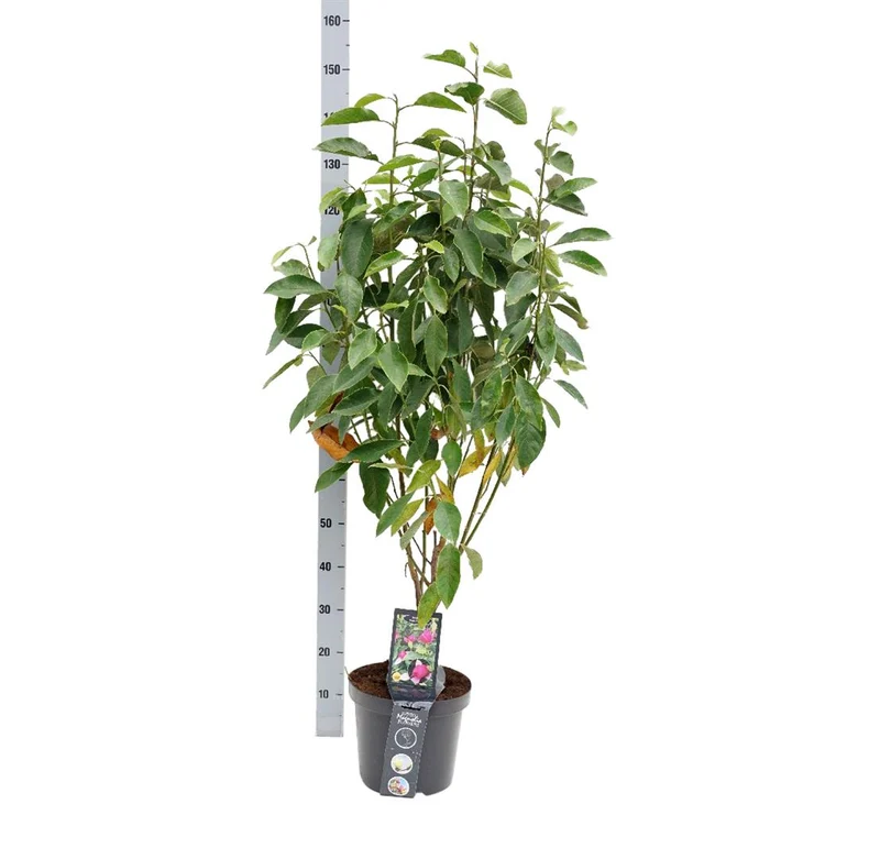 Magnolia 'Pink Pyramid'® C3 (3 liters kruka) 40-60 cm