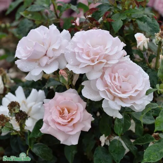 Tehybridros 'A Whiter Shade of Pale' 1-pack barrot