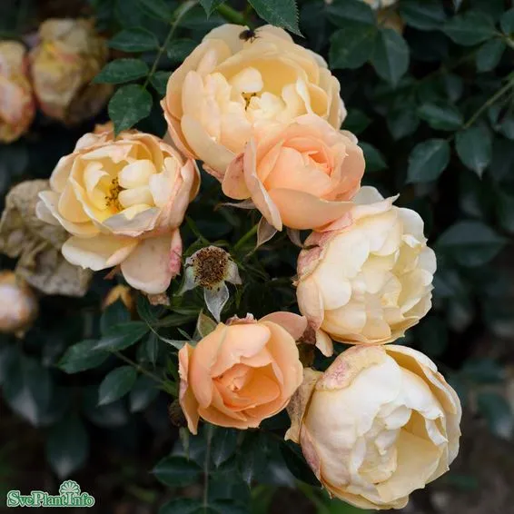 Modern buskros 'Amber Cover' 10-pack barrot