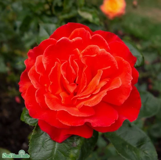 Tehybridros 'Alexander' 1-pack barrot